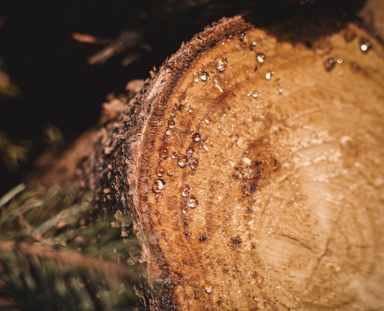 Fir Tree Resin Pine Free photo on Pixabay Pixabay