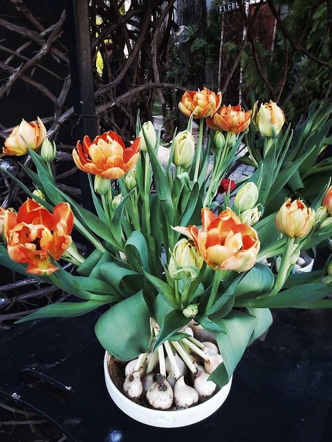 Free Flora Orange photo and picture