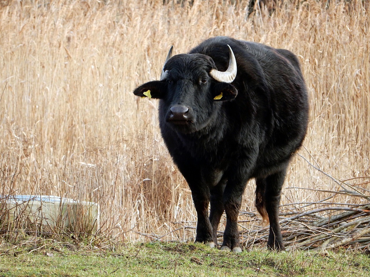 Water Buffalo - free online jigsaw puzzle photo