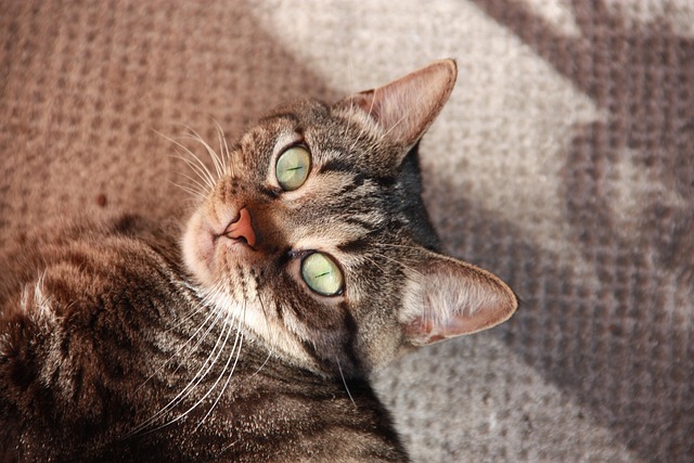 Free Cat Pet photo and picture