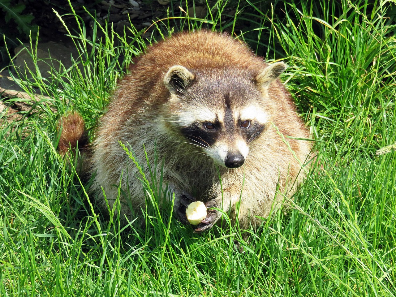 アライグマ&野生動物に関する200以上の無料写真 - Pixabay