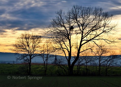 Atardecer, Árboles, Paisaje, Naturaleza