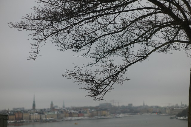 Vinter, Træ, Grene, Grå, By, Silhuet
