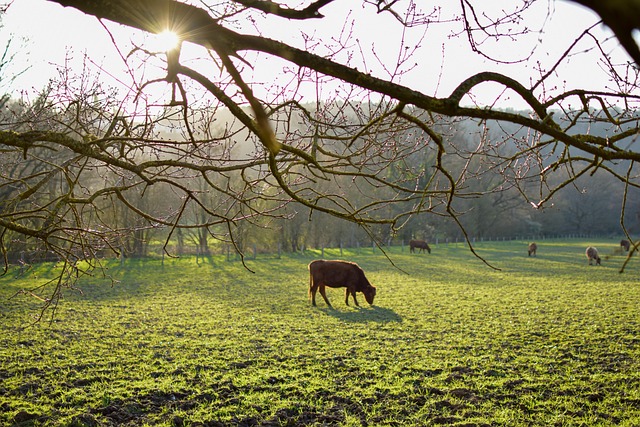 Spring Cattle Photography 30,000+ Free Spring Cattle & Nature Images - Pixabay