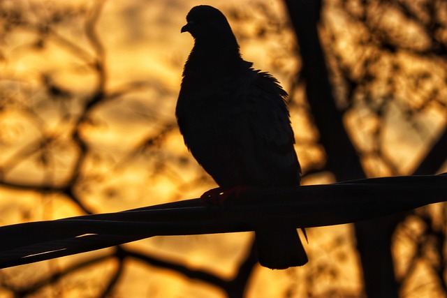 Free Pigeon Birds photo and picture