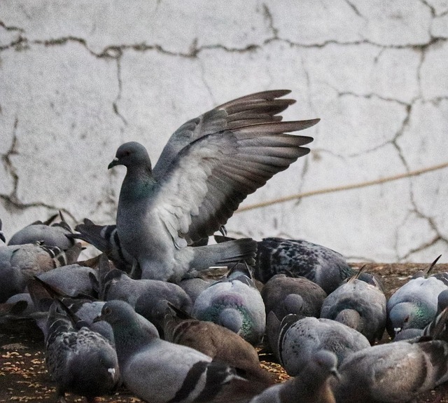 Free Pigeons Bird photo and picture