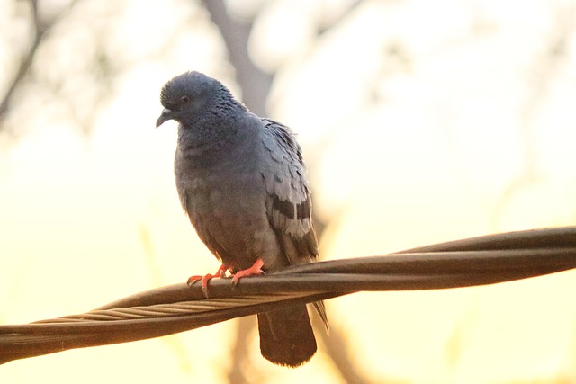 Free Pigeons Birds photo and picture
