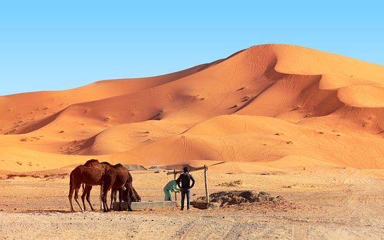 Free Desert Camel photo and picture