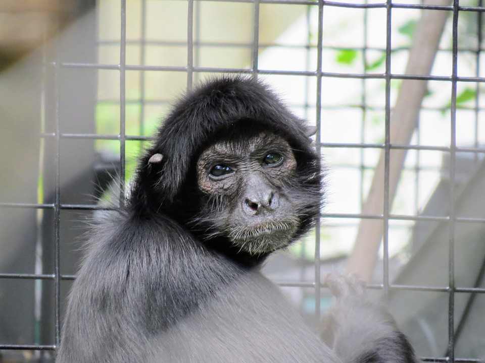 Gorila Zoologico Naturaleza Foto Gratis En Pixabay