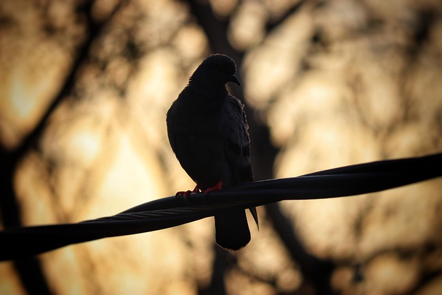 Free Pigeon Nature photo and picture