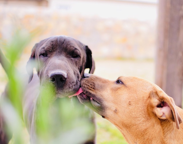Free Dog Pets photo and picture
