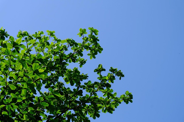 Free Leaf Nature photo and picture