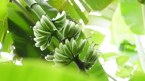 Banaan, Natuur, Vruchten, Green, Voedsel