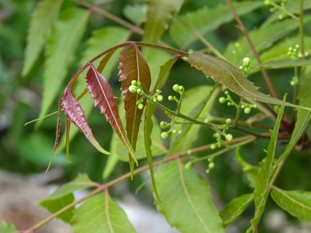 Green Shades In Nature, Neem Tree, Neem