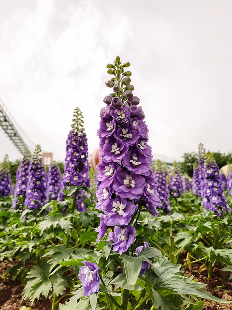 Free Plant Flower photo and picture