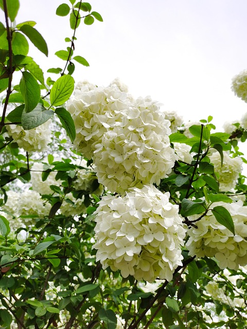 Free Plant Flower photo and picture