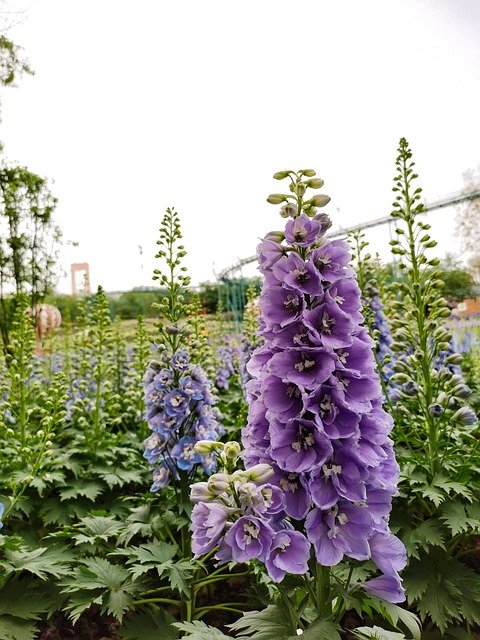 Free Plant Flower Background photo and picture