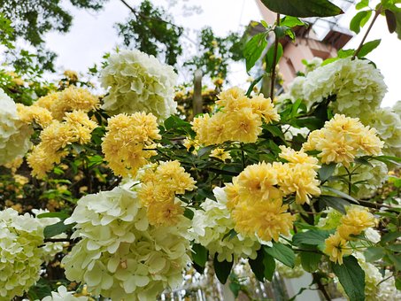 Free Plant Flower photo and picture