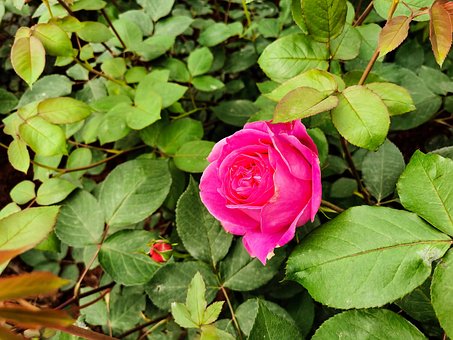Free Plant Flower photo and picture