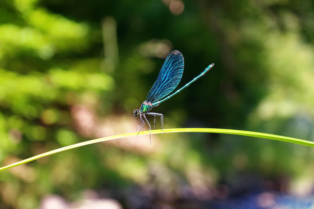 https://cdn.pixabay.com/photo/2020/04/02/07/41/dragonfly-4993843_1280.jpg