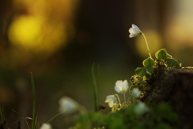 Blume, Wald, Lichter, Natur, Wald, Wald