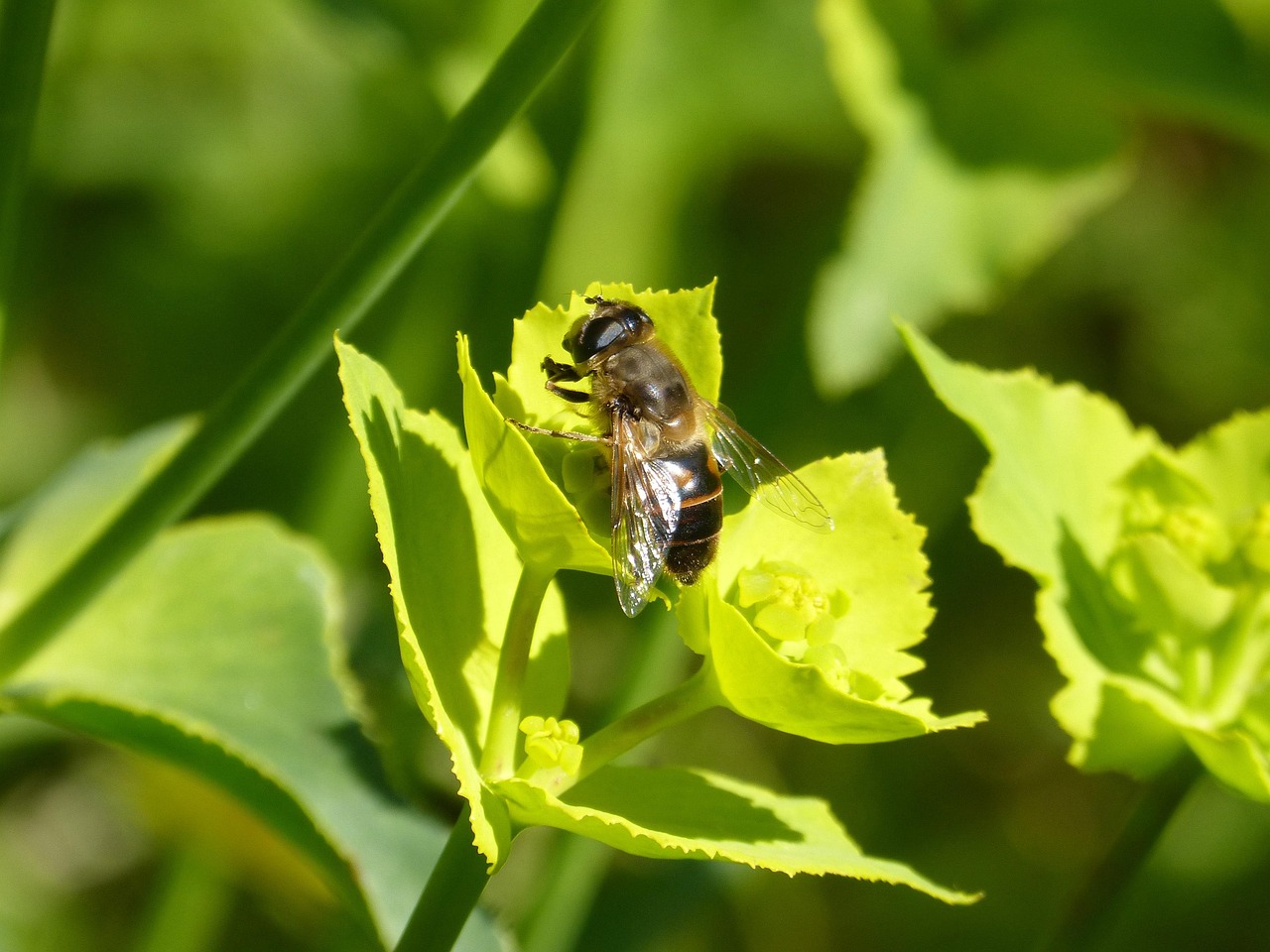 Syphid Falsche Biene Blume - Kostenloses Foto auf Pixabay Syphid Falsche Biene Blume - Kostenloses Foto auf Pixabay