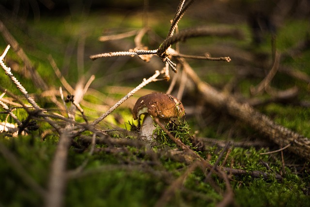 Pilz, Wald, Pilze, Von Natur, Herbst