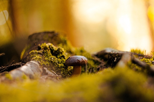 Pilz, Wald, Pilze, Von Natur, Herbst