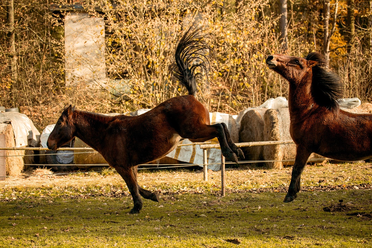 Horse - free online jigsaw puzzle photo