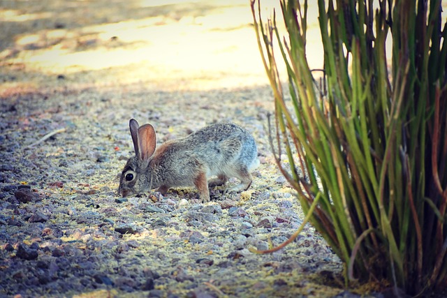 Hase, Pelzig, Haustier, Feder, Natur