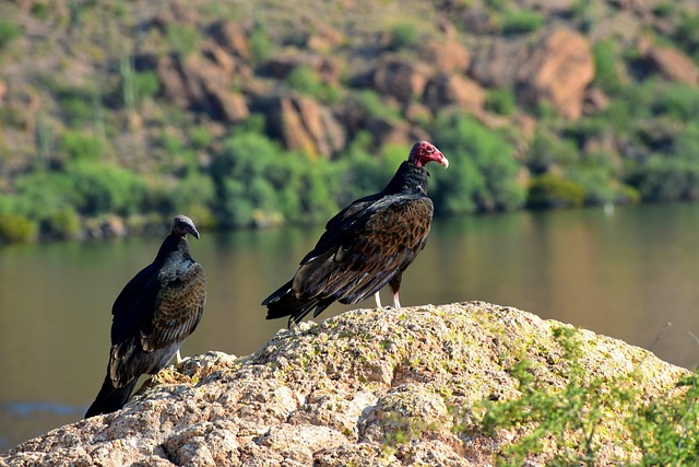 Arizona, Greifvögel, Vogel, Natur, Tier