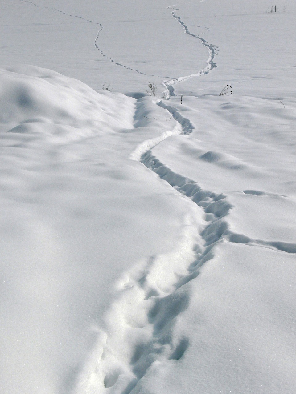 Snow Traces Winter Free photo on Pixabay Pixabay
