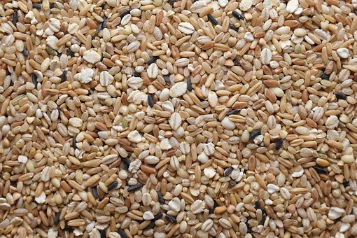 Free Five Grain Rice Food photo and picture