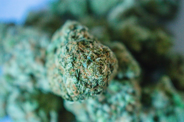 Free Weed Pot photo and picture