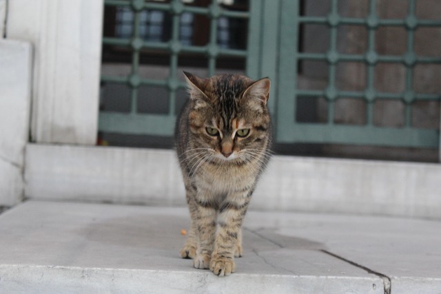 Free Cat Animal photo and picture