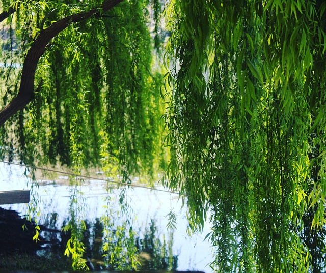 Free Nature Green photo and picture