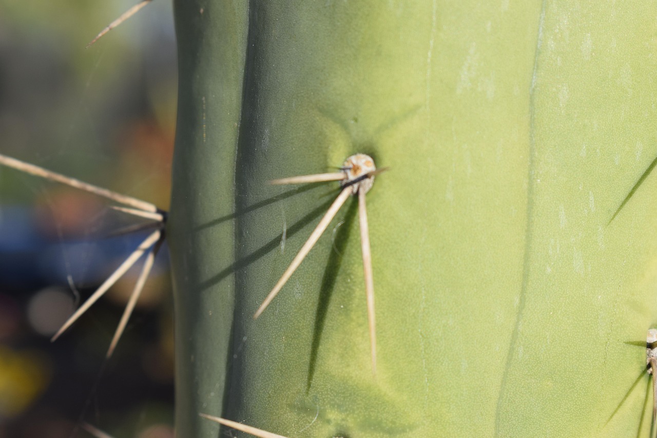 Cactus Épine Plante Photo gratuite sur Pixabay Pixabay — free download