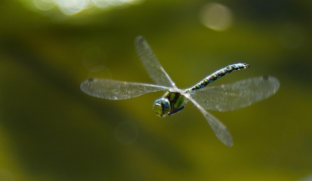 Free Southern Hawker Dragonfly Dragonfly photo and picture