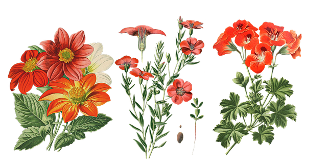 Free vintage flower nature illustration