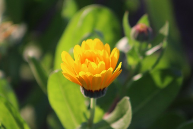 Bloem, Gele Bloem, Bloem Behang, Geel