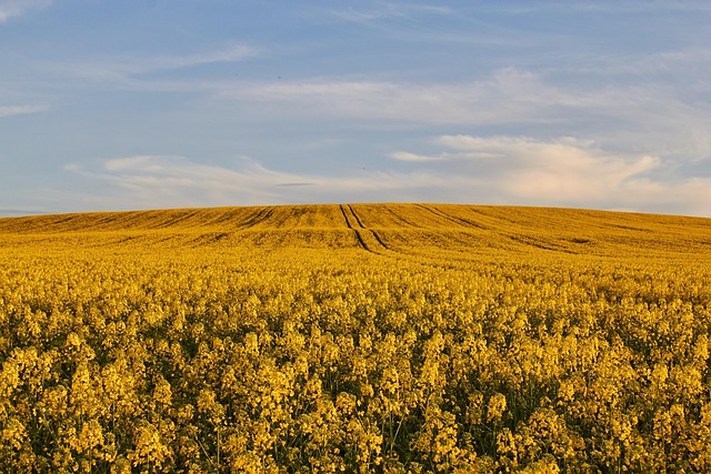 Free May Holidays Spring photo and picture