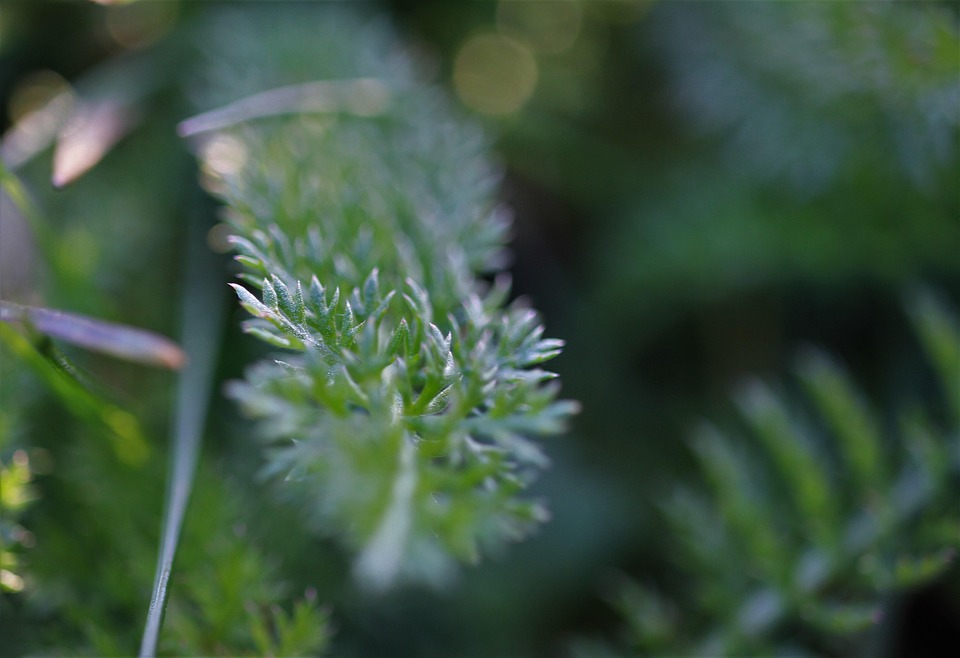 Plante Vert Prairie Des - Photo gratuite sur Pixabay