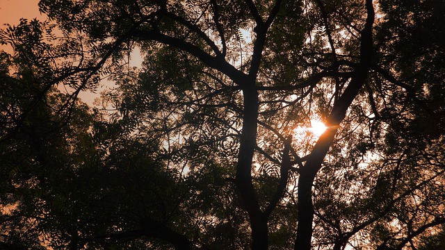 Free Tree Sun photo and picture