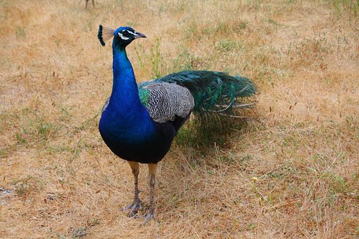 Free Peacock Bird photo and picture