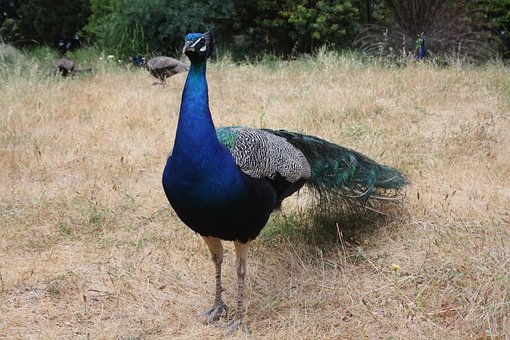 Free Peacock Bird photo and picture