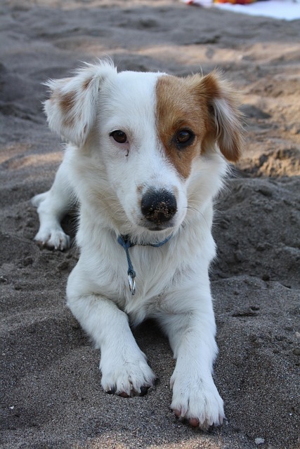 Free Dog Devotion photo and picture