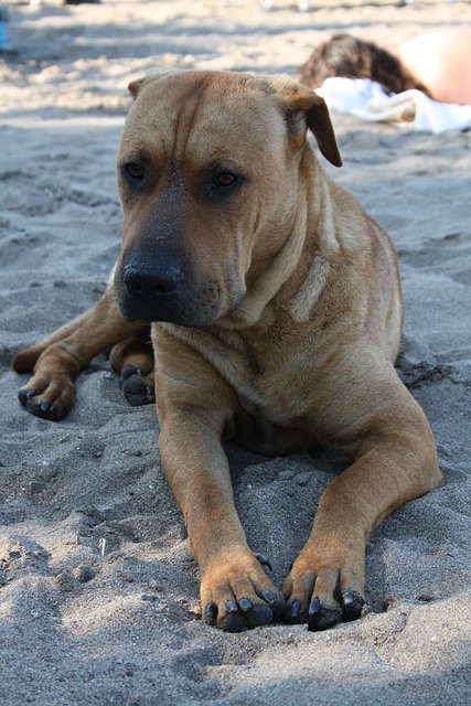 Free Dog Devotion photo and picture