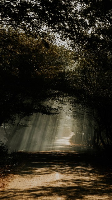 Free Tree Nature photo and picture