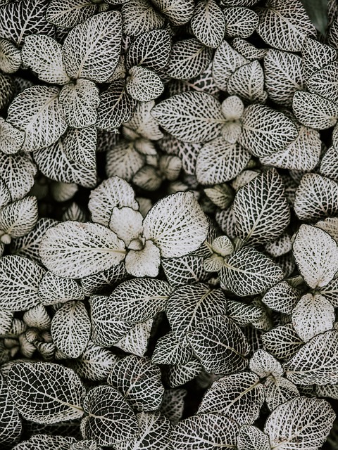 Free Nature Sheets photo and picture