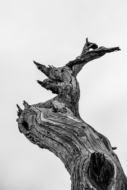 Free Trunk Tree photo and picture